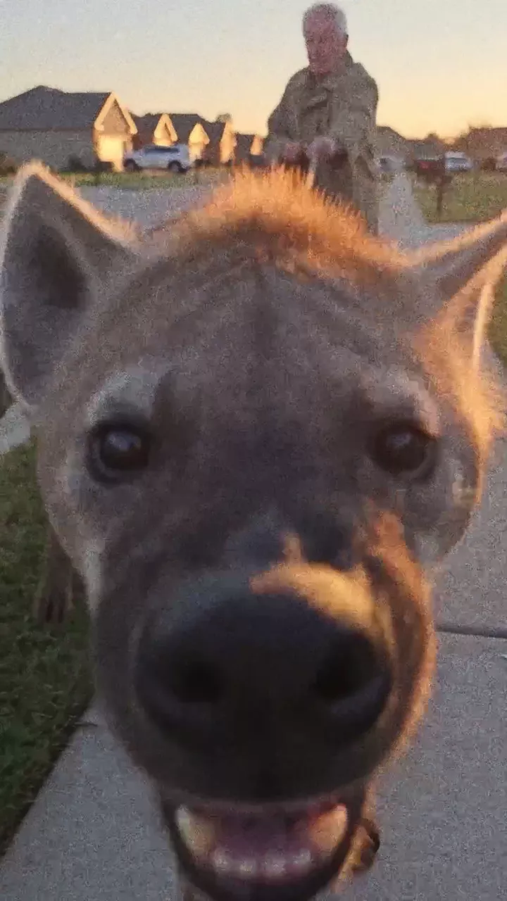 The finished House animals video: a black panther walks behind a grandmother reading by her pool, she pets a panther beside her lawn chair, a grandmother fires at bats over a birthday cake, two crocodiles swim past a boy in a backyard pool, and a hyena on a leash pushes its snout into the lens before the NOLGIA mark appears